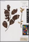 Foto von Salix caprea L.